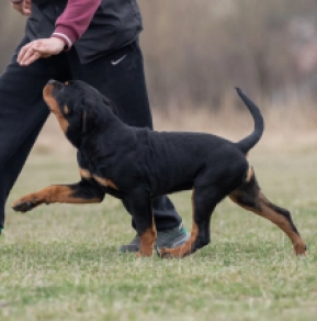 Perros Rottweiler en venta