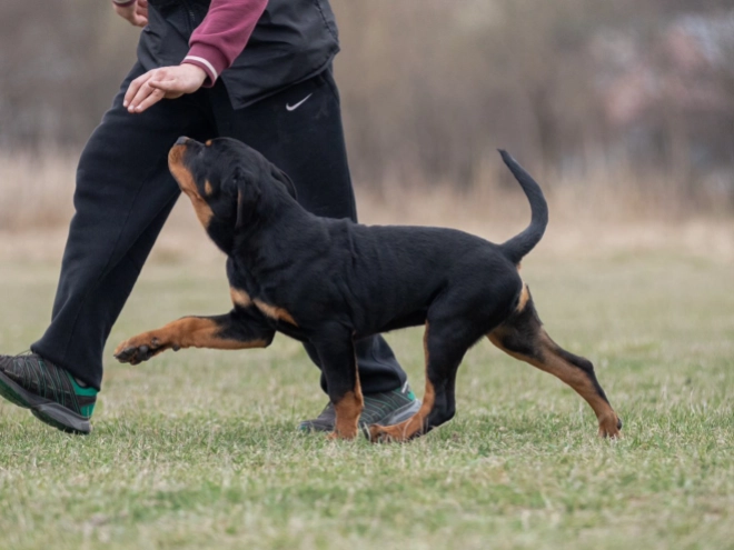 Perros Rottweiler en venta