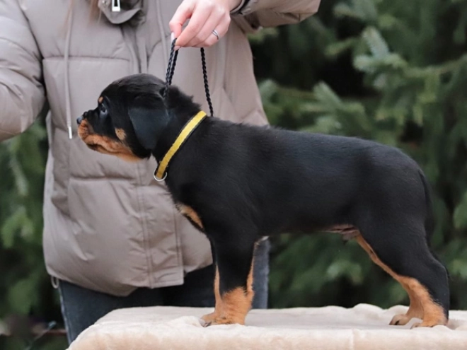 Perros Rottweiler en venta