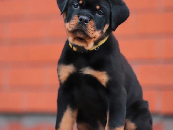 Perros Rottweiler en venta