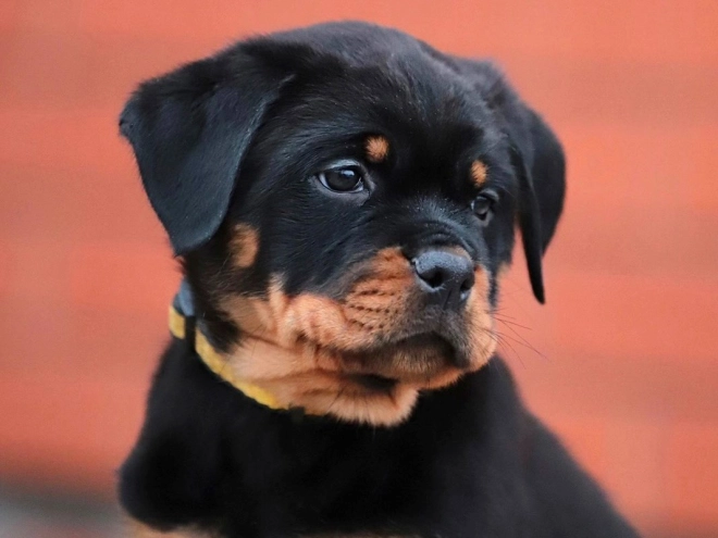 Perros Rottweiler en venta