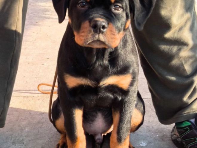 Perros Rottweiler en venta