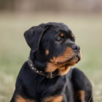 Perros Rottweiler en venta