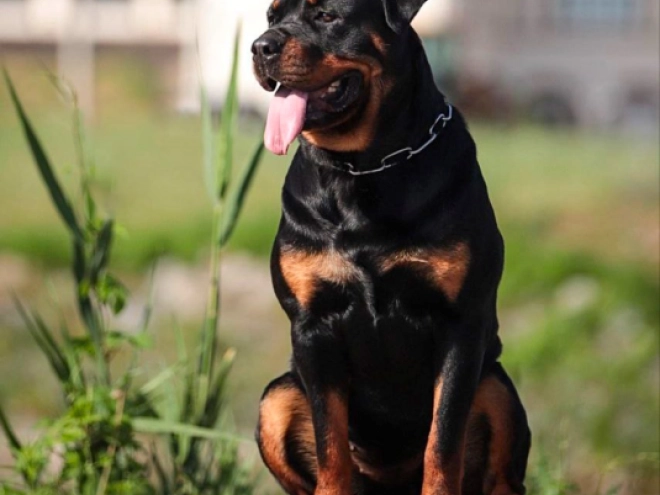 Perros Rottweiler en venta
