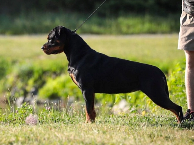 Perros Rottweiler en venta