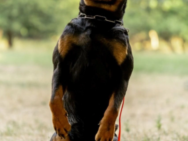 Perros Rottweiler en venta