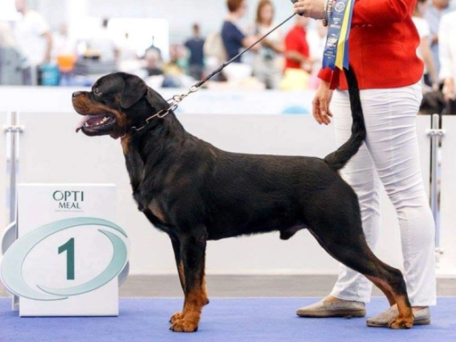 Perros Rottweiler en venta