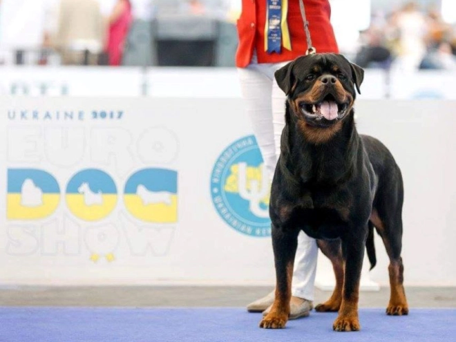Perros Rottweiler en venta