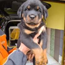 Spice, black and tan Rottweiler en venta