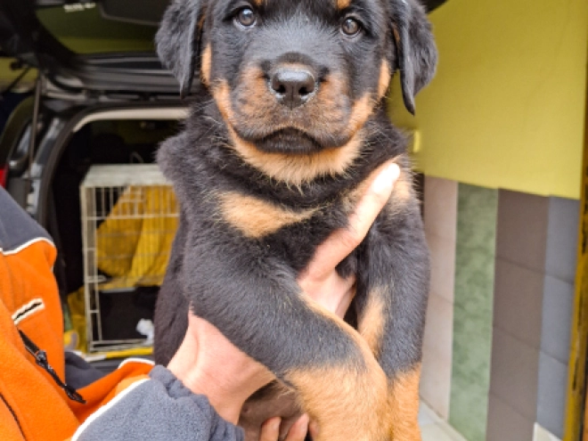 Rottweiler Welpe kaufen