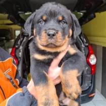 Bismarck, black and tan Rottweiler en venta