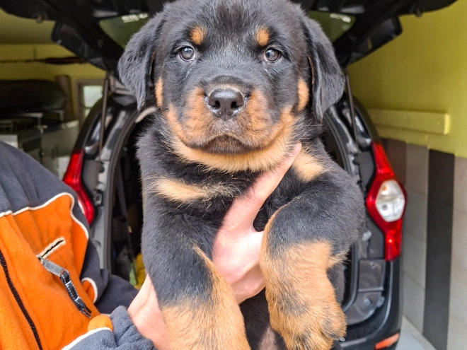 Rottweiler Welpe kaufen