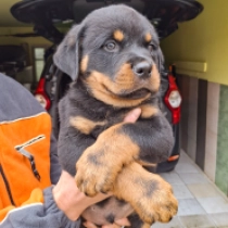 Rakshamam, black and tan Rottweiler en venta
