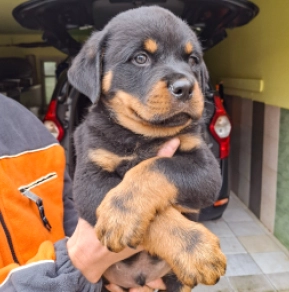 Rakshamam, black and tan Rottweiler en venta