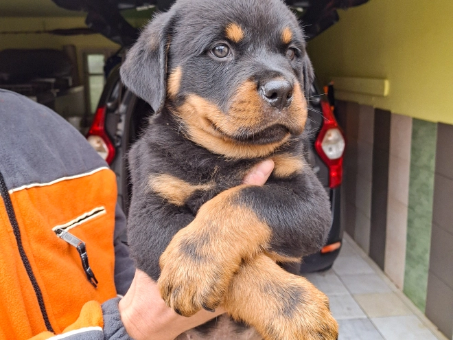 Rottweiler puppy for sale