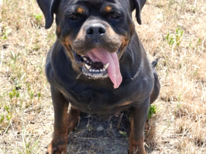 Rottweiler Welpe kaufen