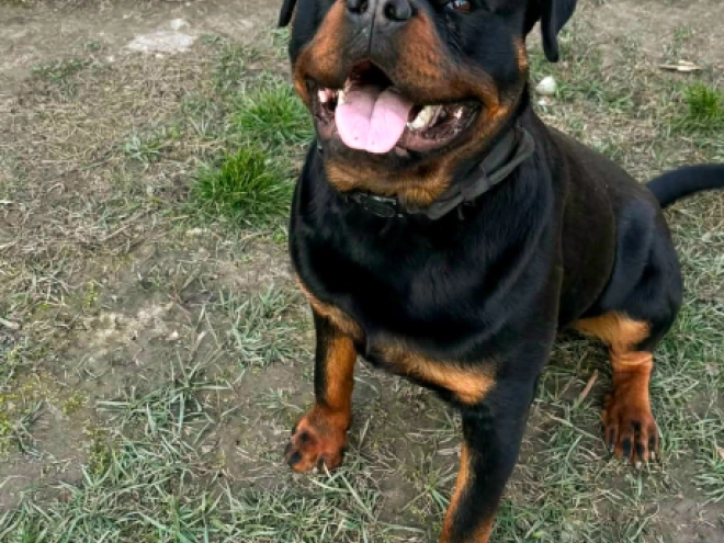 Rottweiler Welpe kaufen