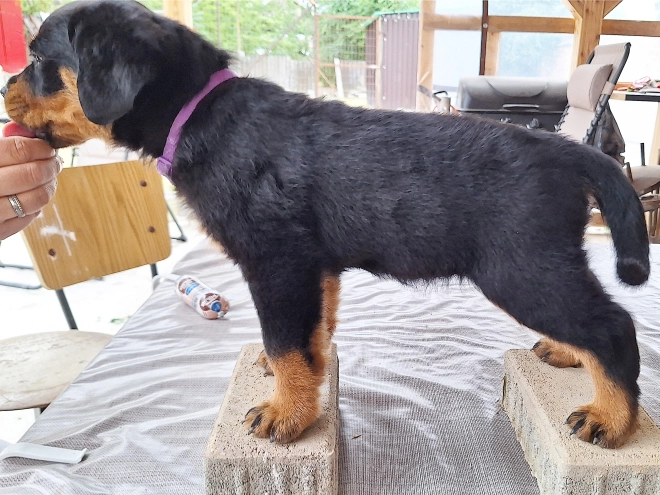 Rottweiler puppy for sale