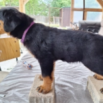Brunette, black and tan Rottweiler Welpen kaufen