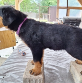 Rottweiler puppy for sale