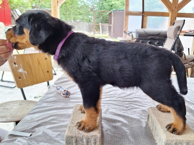 Rottweiler puppy for sale