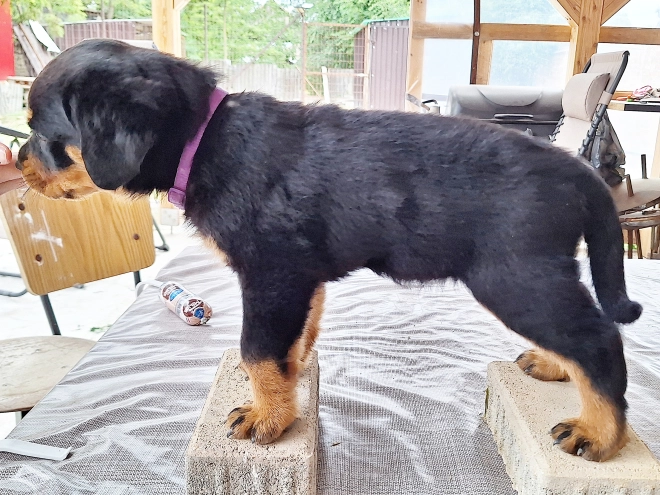Rottweiler puppy for sale