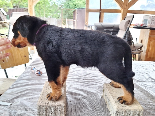 Rottweiler puppy for sale