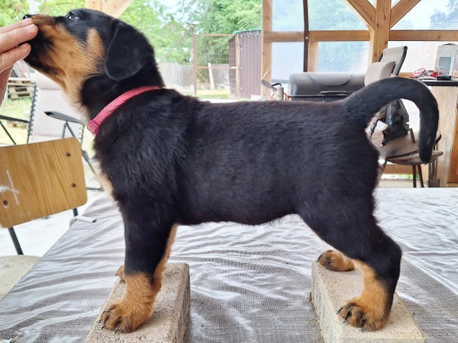 Rottweiler puppy for sale