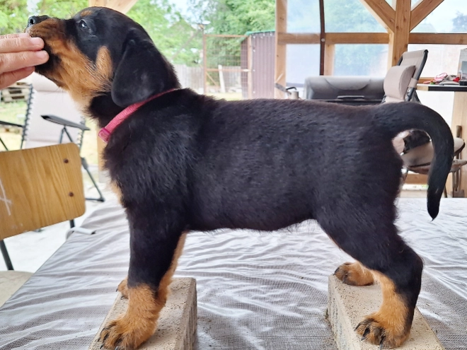 Rottweiler puppy for sale