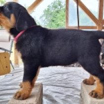 Lydia, black and tan Rottweiler Welpen kaufen