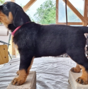 Rottweiler puppy for sale