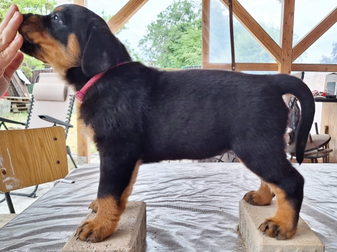 Rottweiler puppy for sale