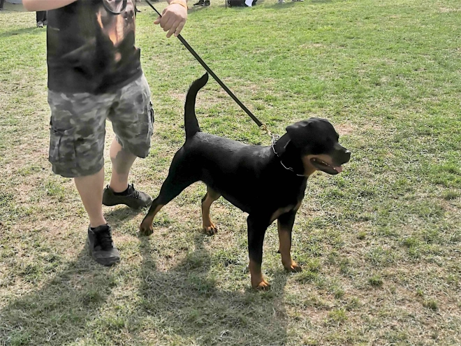 Rottweiler puppy for sale