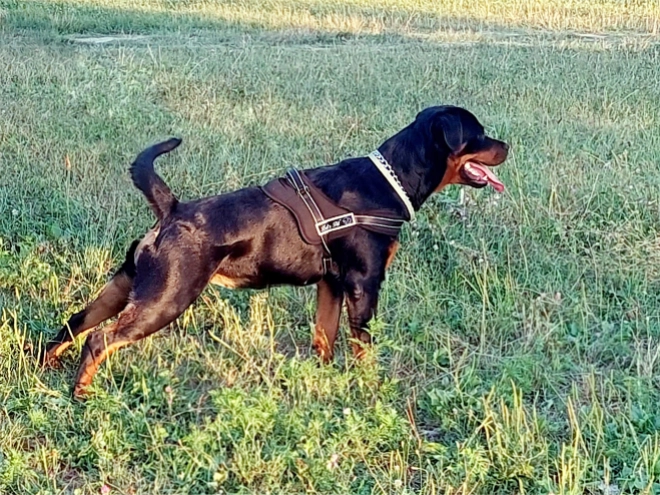 Rottweiler puppy for sale
