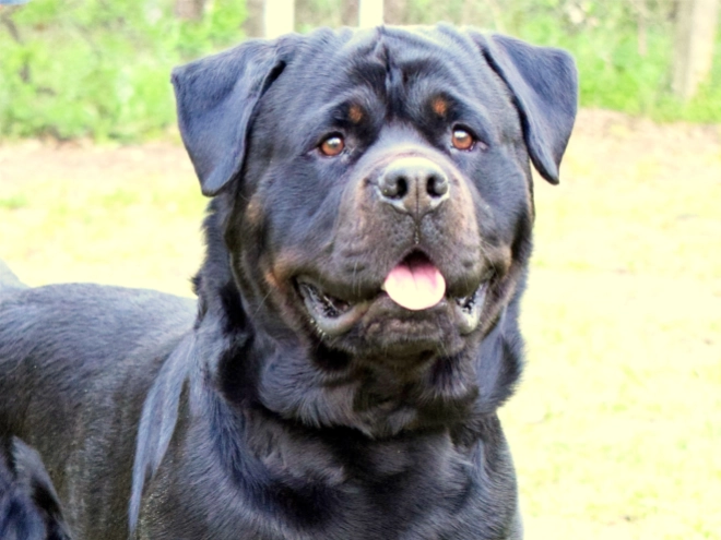 Rottweiler puppy for sale