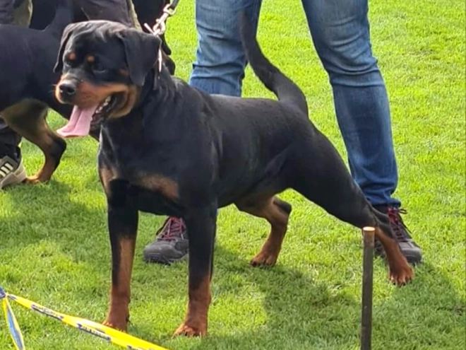 Rottweiler Welpe kaufen