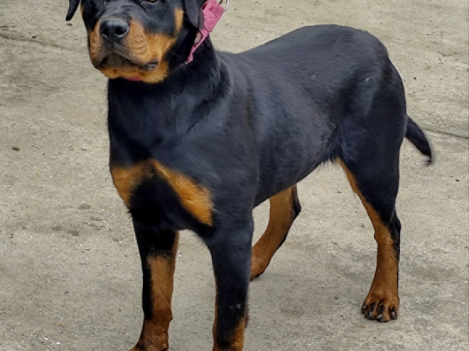 Rottweiler puppy for sale
