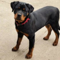 Brunette, black and tan Rottweiler Welpen kaufen