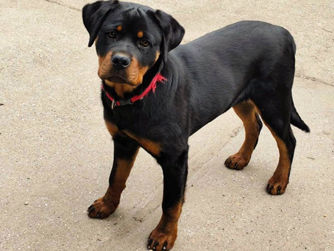 Rottweiler Welpe kaufen