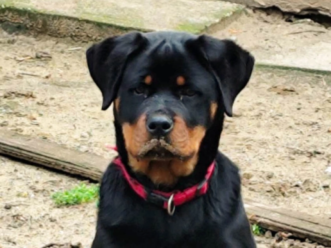 Rottweiler Welpe kaufen