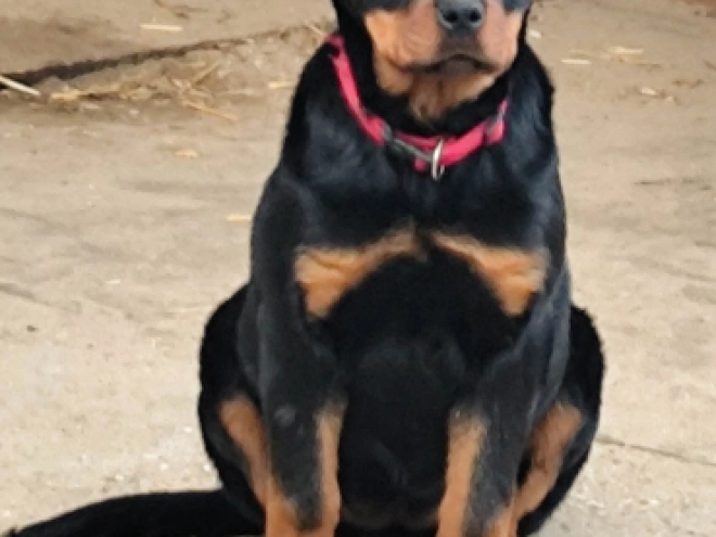 Rottweiler Welpe kaufen