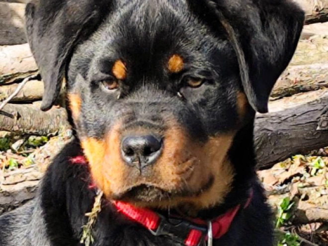 Rottweiler Welpe kaufen