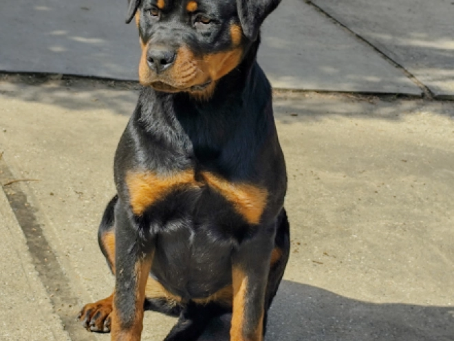 Rottweiler puppy for sale