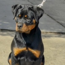 Brunette, black and tan Rottweiler for sale