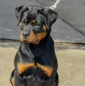 Rottweiler puppy for sale