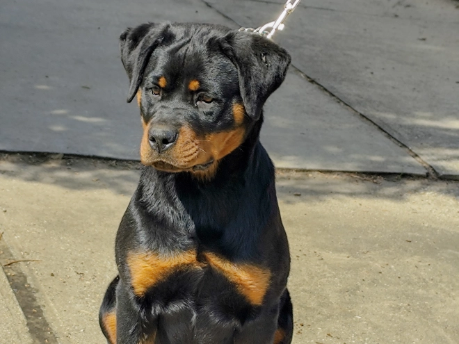Rottweiler puppy for sale