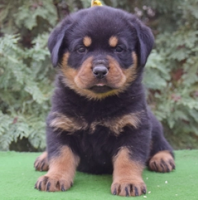 Jada Rottweiler Puppy for sale EuroPuppy