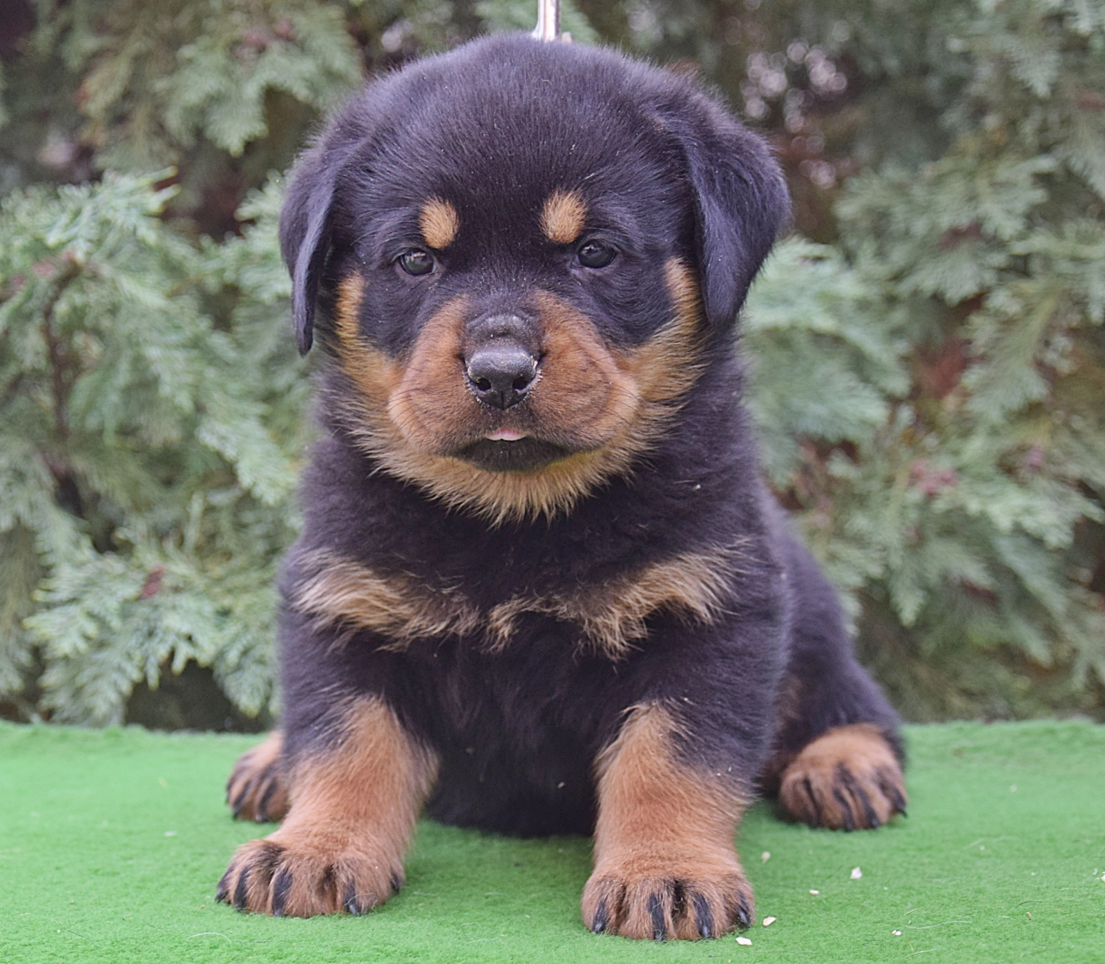 Jada Rottweiler Puppy for sale EuroPuppy