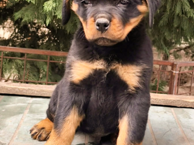 Rottweiler puppy for sale