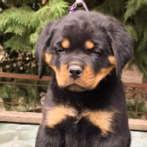 Sergeant, black and tan Rottweiler for sale